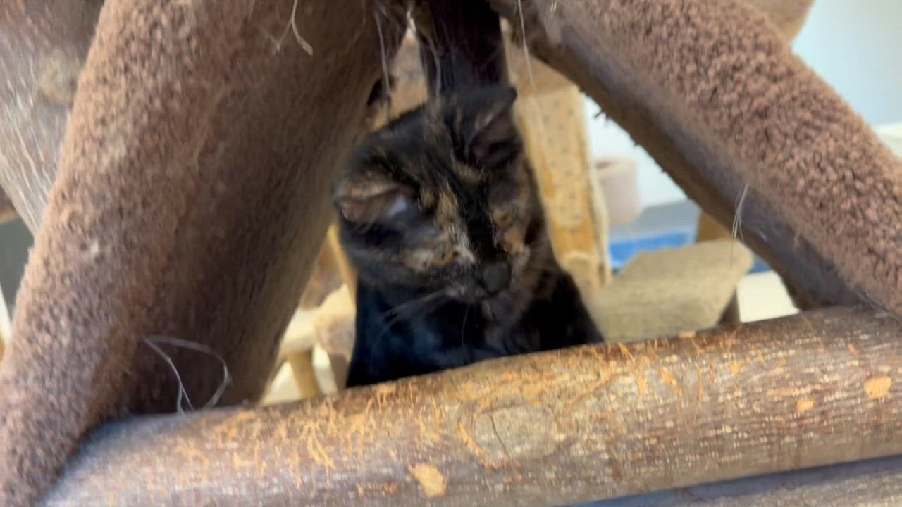 Enlarge Cindy Brady, an adopted Domestic Long Hair in Cincinnati, OH video 2/6