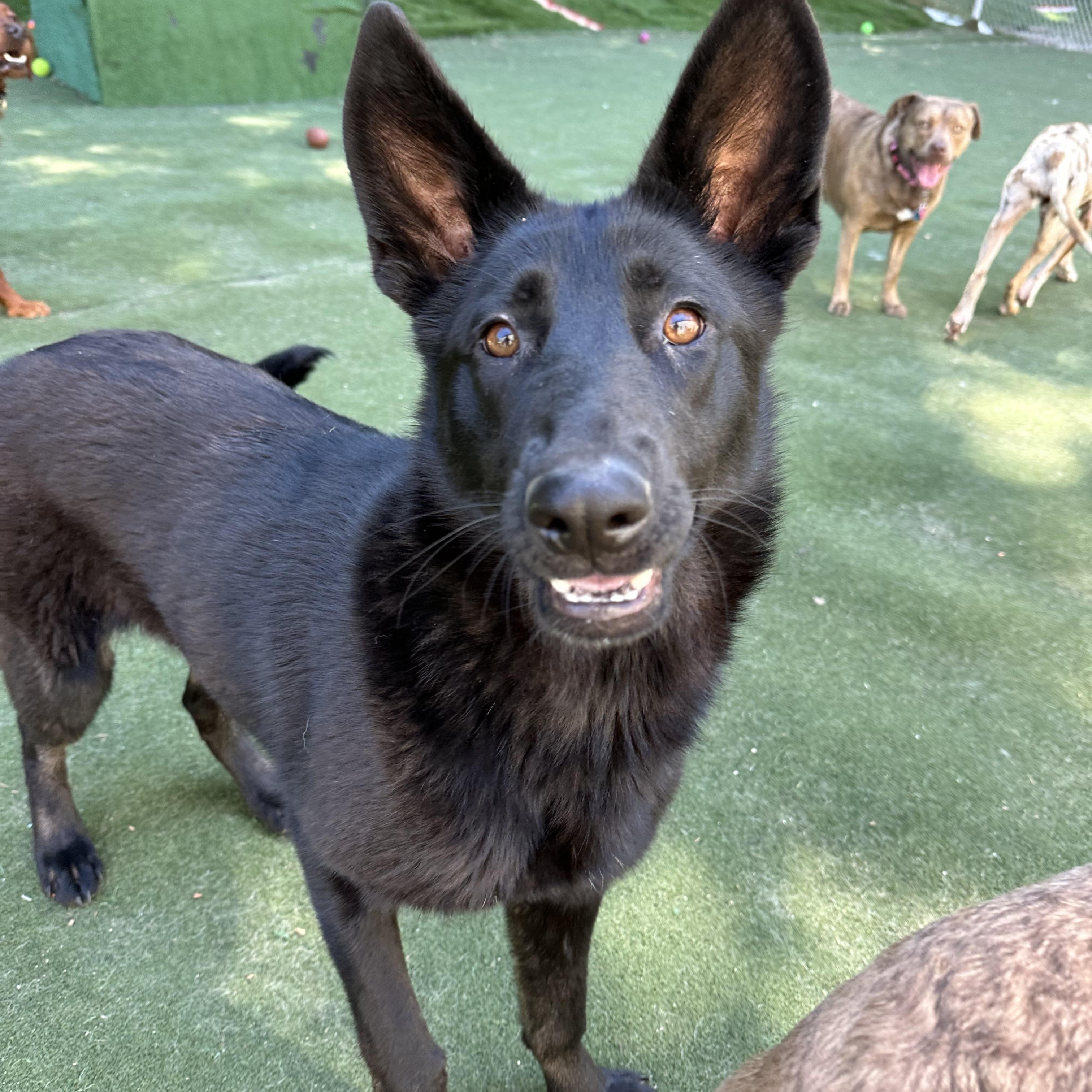 Enlarge Ying, a ADOPTABLE mixed breed in Charlotte, NC image 1/6