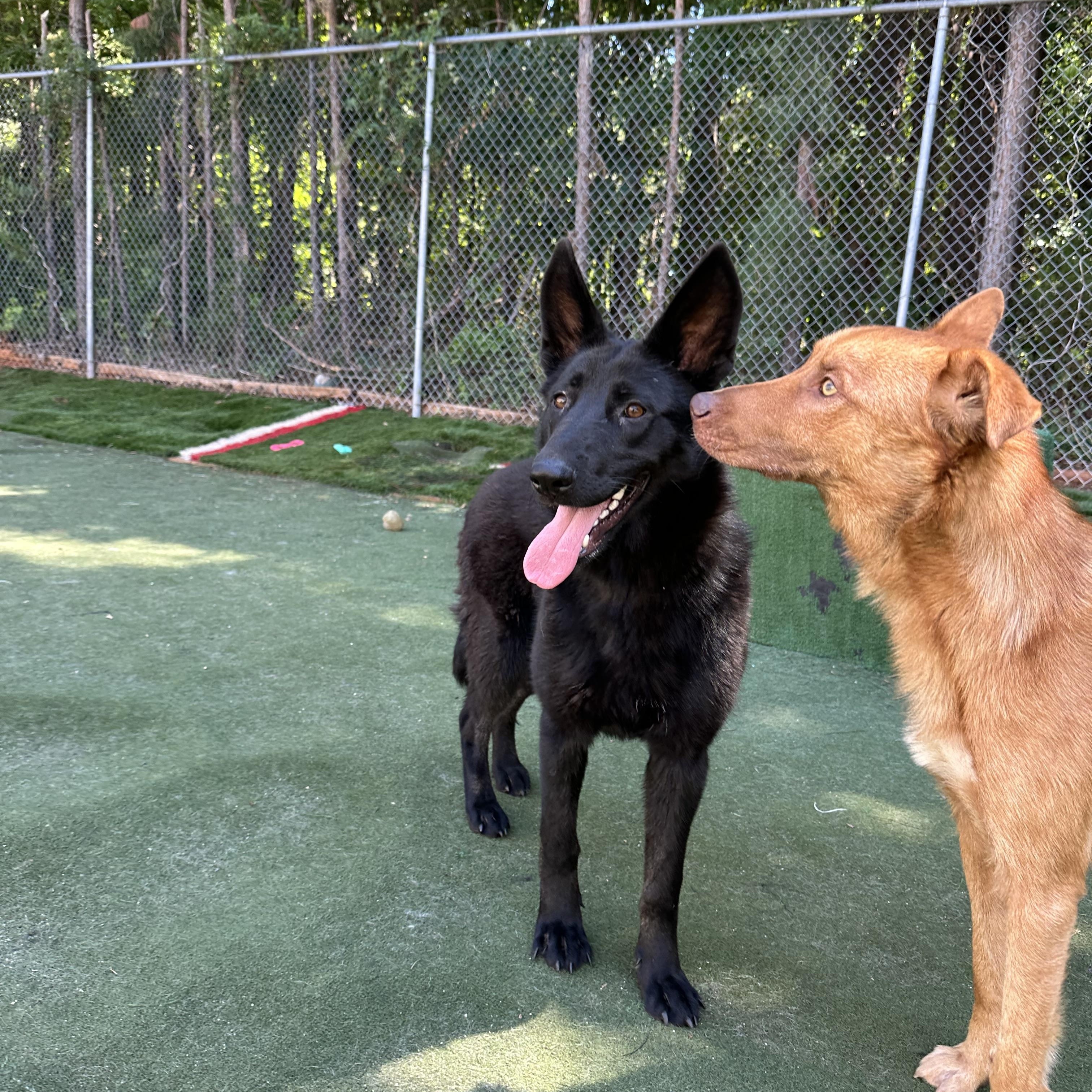 Enlarge Ying, a ADOPTABLE mixed breed in Charlotte, NC image 3/6
