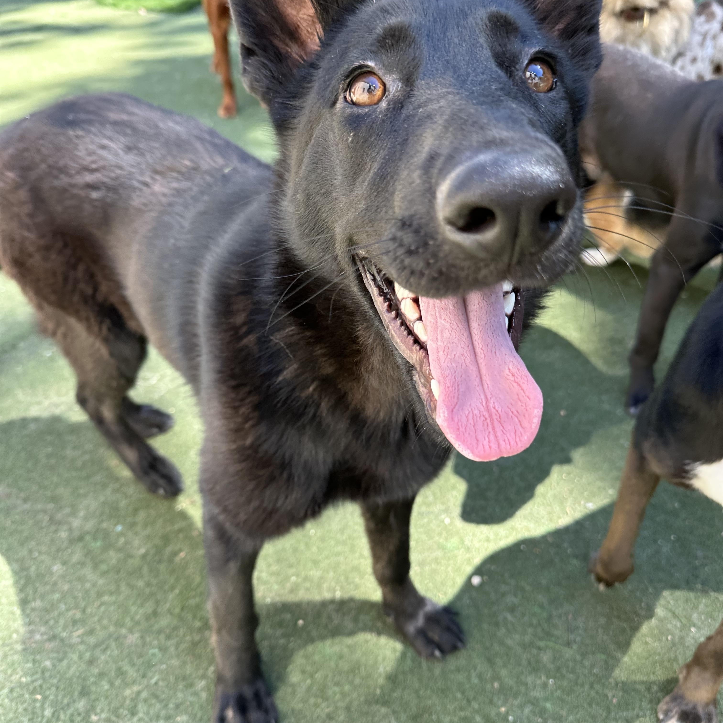 Enlarge Ying, a ADOPTABLE mixed breed in Charlotte, NC image 2/6