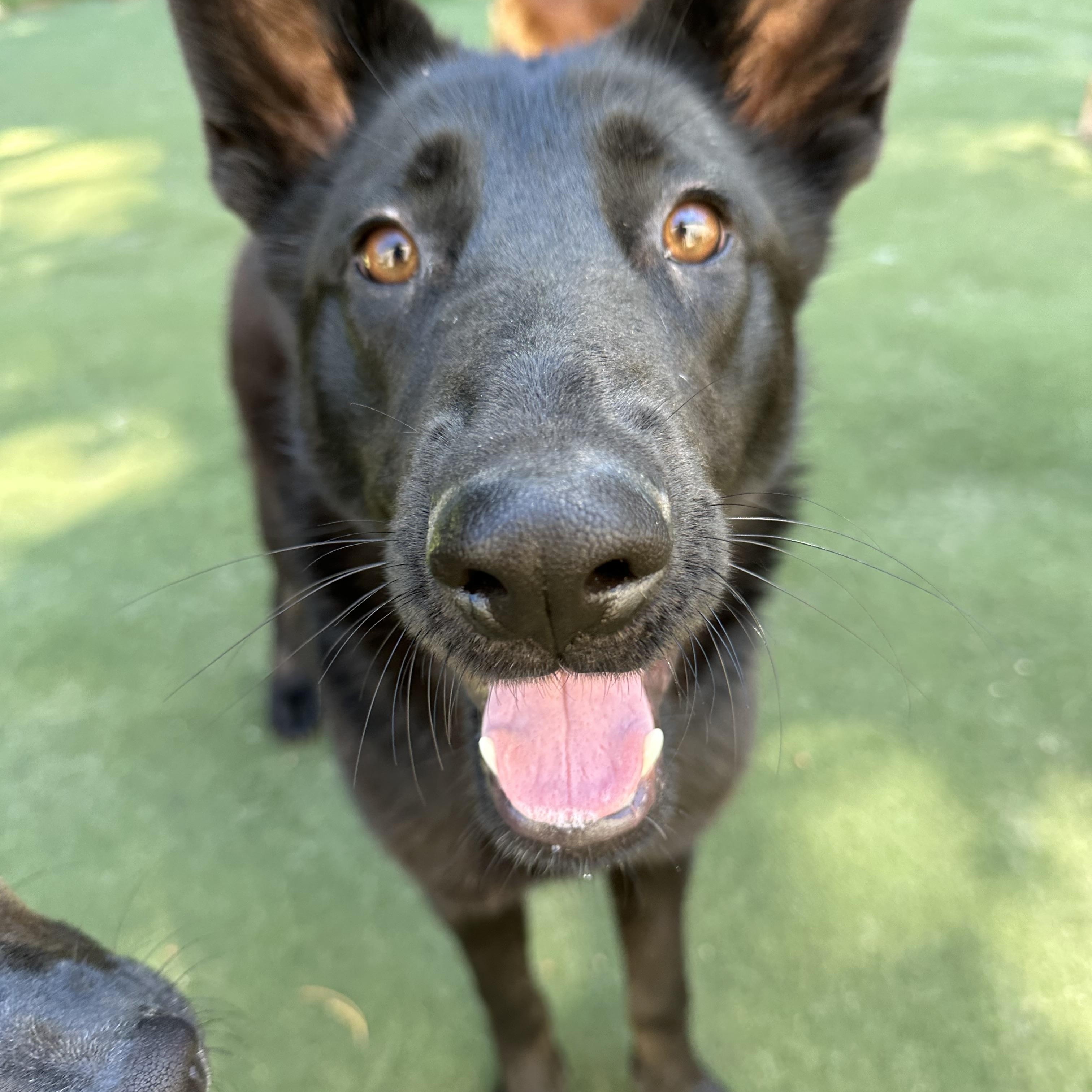 Enlarge Ying, a ADOPTABLE mixed breed in Charlotte, NC image 5/6