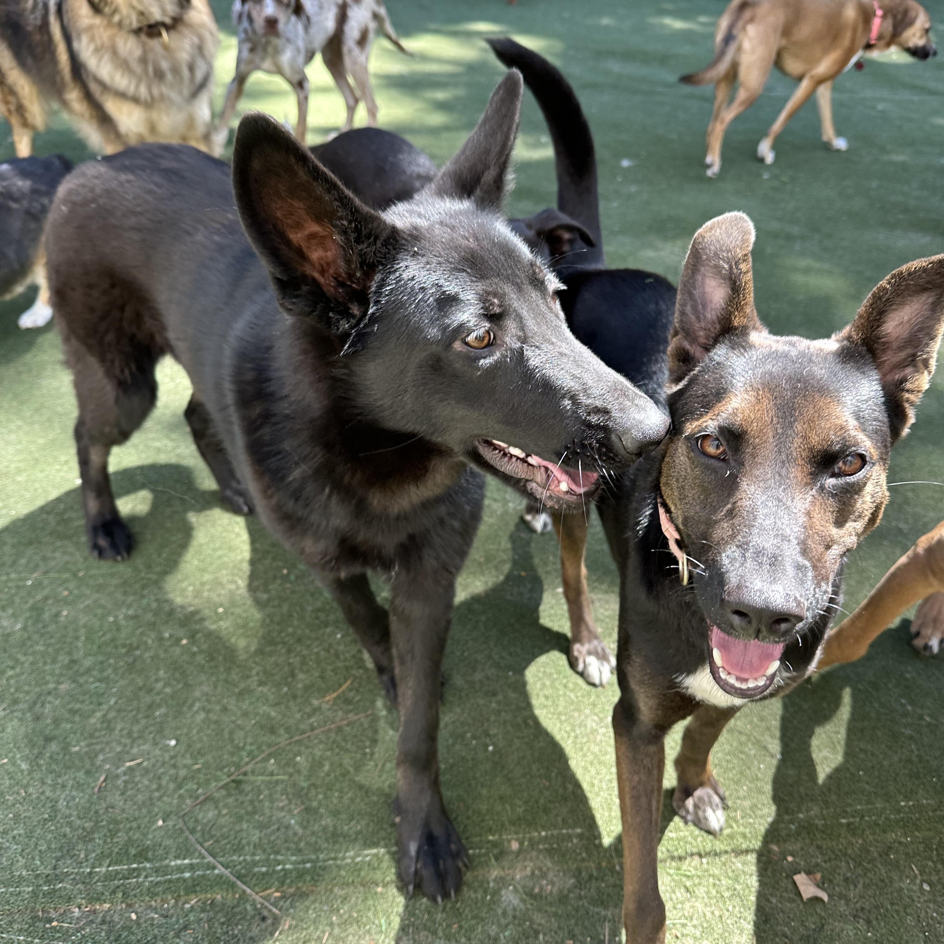 Enlarge Ying, a ADOPTABLE mixed breed in Charlotte, NC image 4/6
