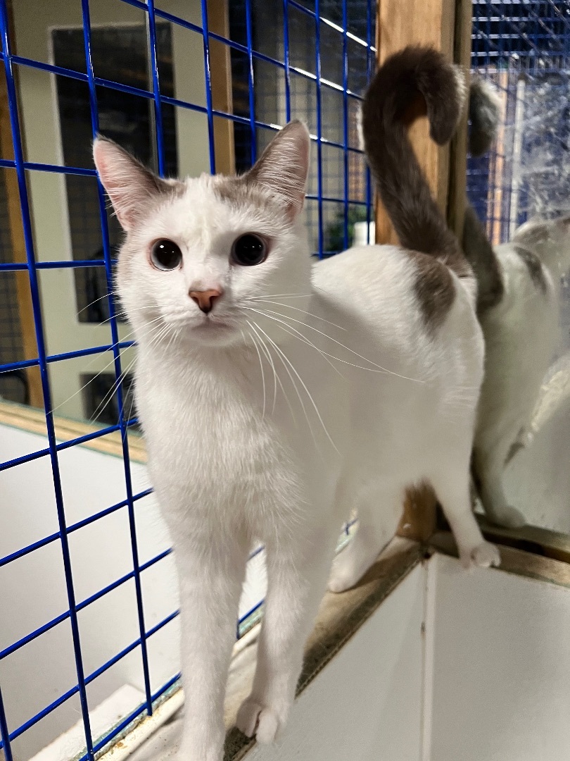 Lacy , a Adoptable mixed breed in Pomona, CA image 1/7