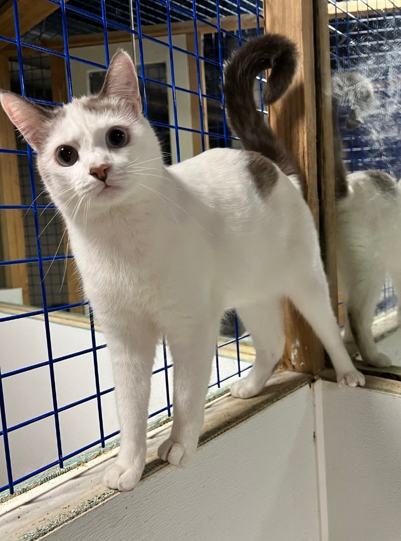 Lacy , a Adoptable mixed breed in Pomona, CA image 2/7