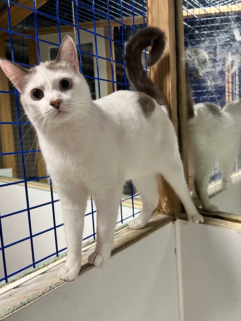 Lacy , a Adoptable mixed breed in Pomona, CA image 3/7