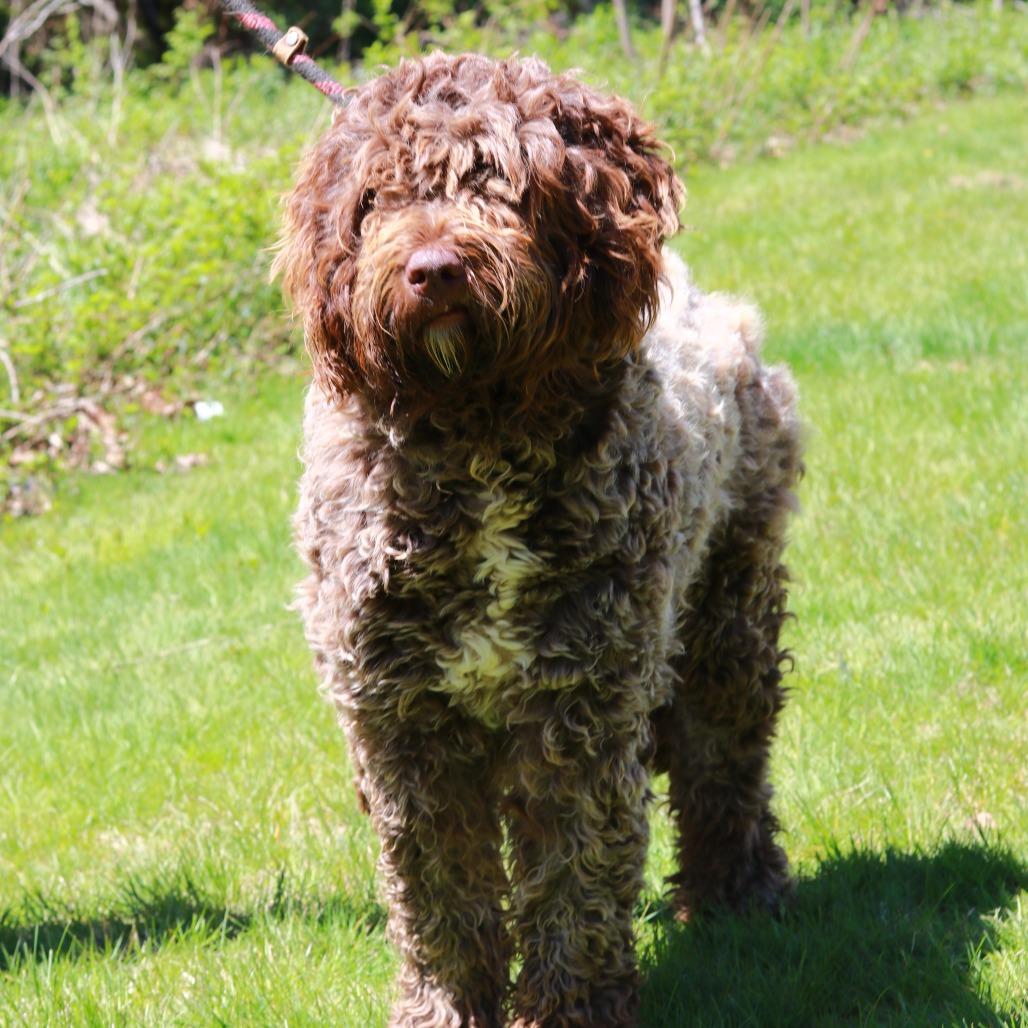 CT Chocolate, Adoptable, Adult Female Poodle & Mixed Breed.