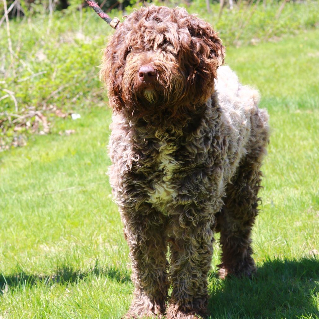 CT Chocolate, a Adoptable mixed breed in Eastford, CT image 2/3