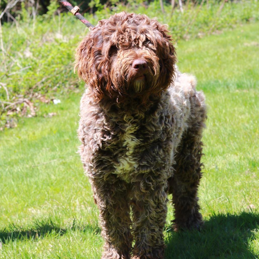 CT Chocolate, a Adoptable mixed breed in Eastford, CT image 3/3
