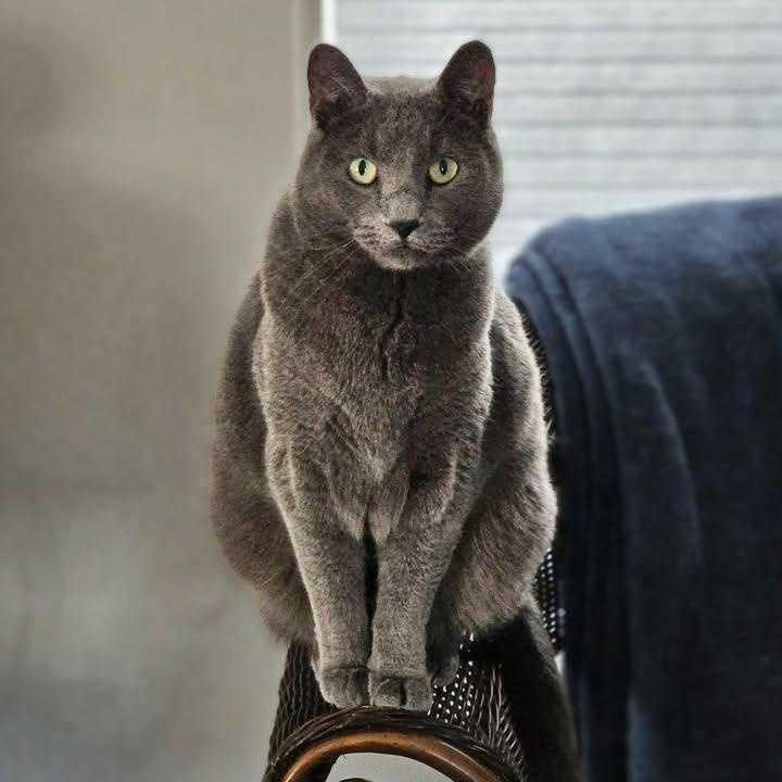 Smokey, adopted, Adult Male Domestic Short Hair.