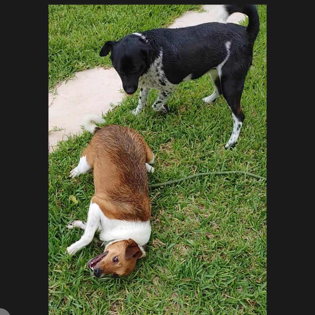 Enlarge Ginger & Mary Ann, a Adoptable mixed breed in New Braunfels, TX image 4/6