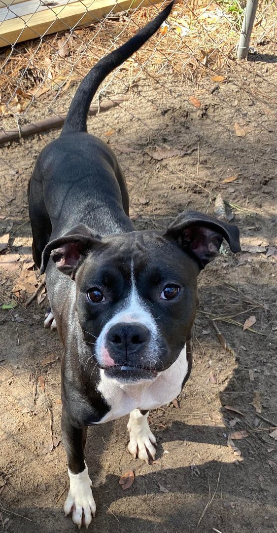 Enlarge Bailey Bee, a Adoptable Boston Terrier in Valdosta, GA image 1/5