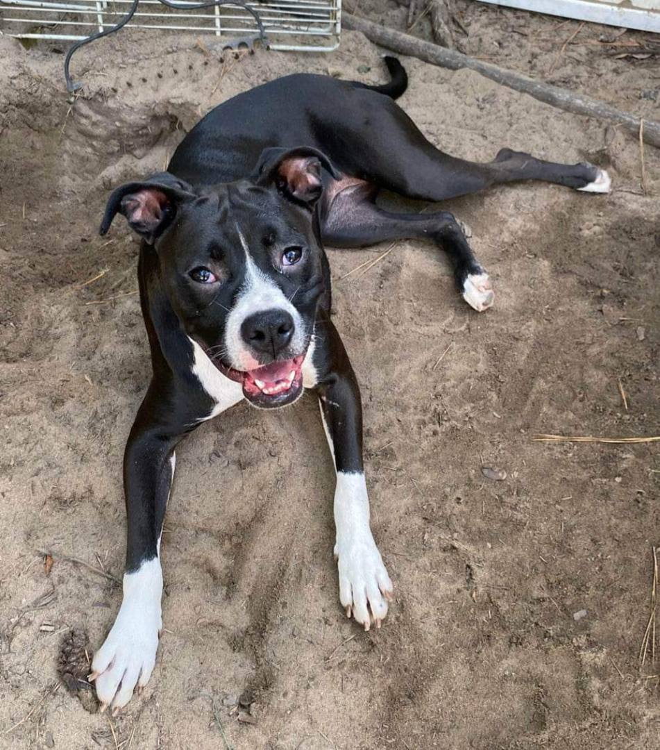 Enlarge Bailey Bee, a Adoptable Boston Terrier in Valdosta, GA image 2/5