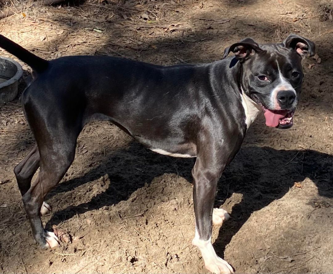 Enlarge Bailey Bee, a Adoptable Boston Terrier in Valdosta, GA image 3/5