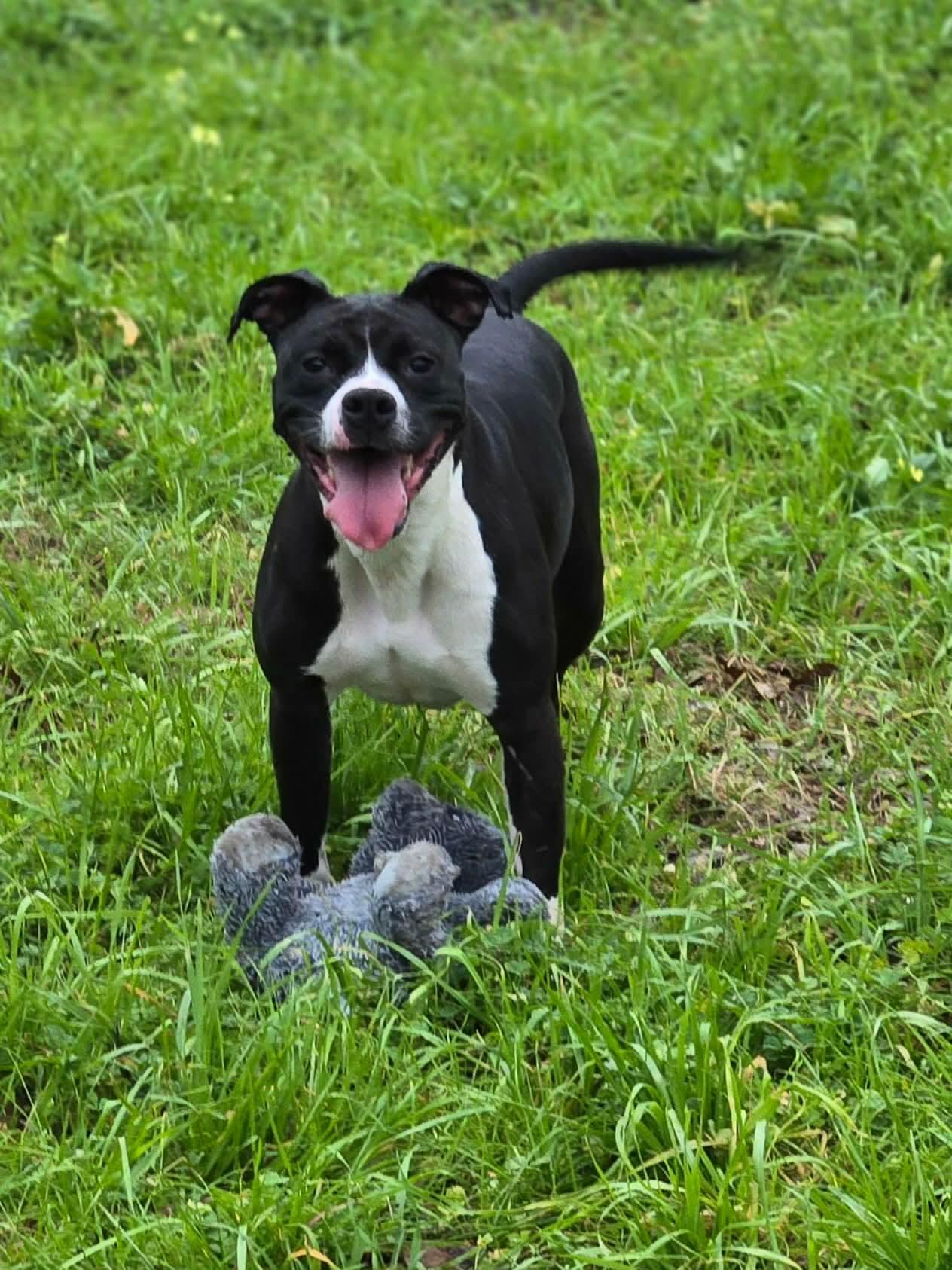 Bailey Bee, Adoptable, Adult Female Boxer.