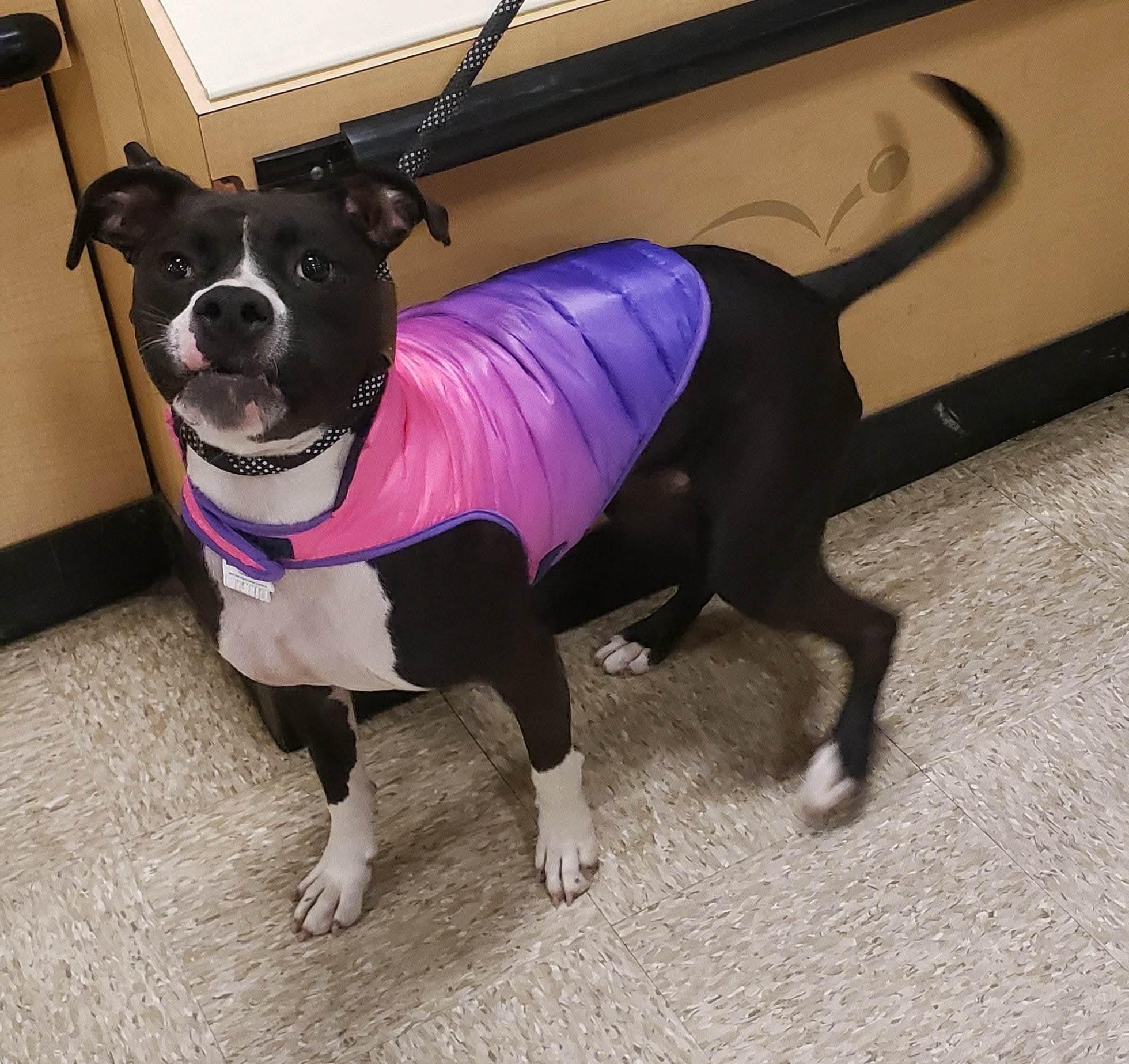 Enlarge Bailey Bee, a Adoptable Boston Terrier in Valdosta, GA image 4/5