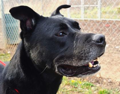 Griswold 1906-25, Adoptable, Adult Male Pit Bull Terrier & Mixed Breed.