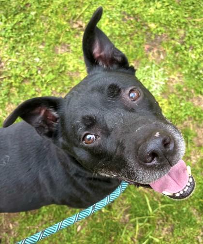 Griswold 1906-25, Adoptable, Adult Male Pit Bull Terrier & Mixed Breed.