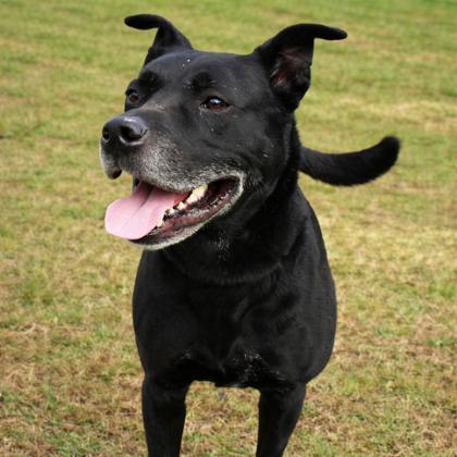 Griswold 1906-25, a Adoptable mixed breed in Cumming, GA image 2/2
