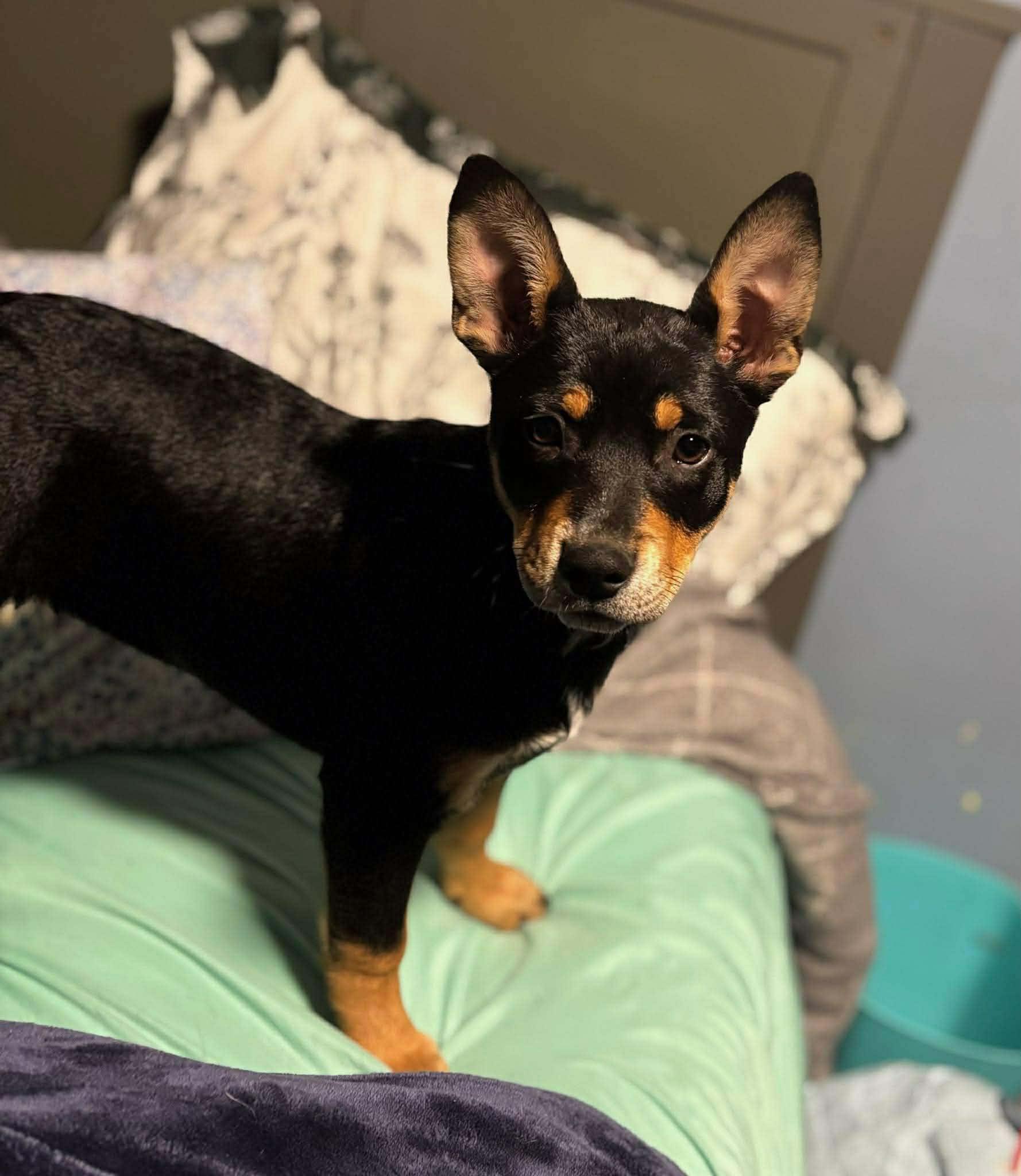 Enlarge Clove, an adopted mixed breed in Selden, NY image 1/3