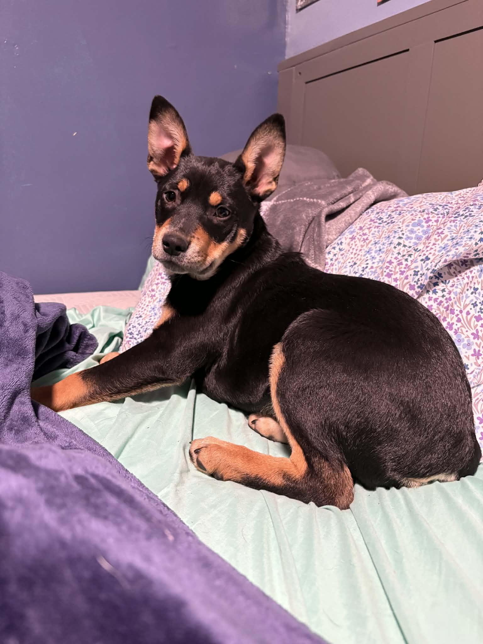 Enlarge Clove, an adopted mixed breed in Selden, NY image 2/3