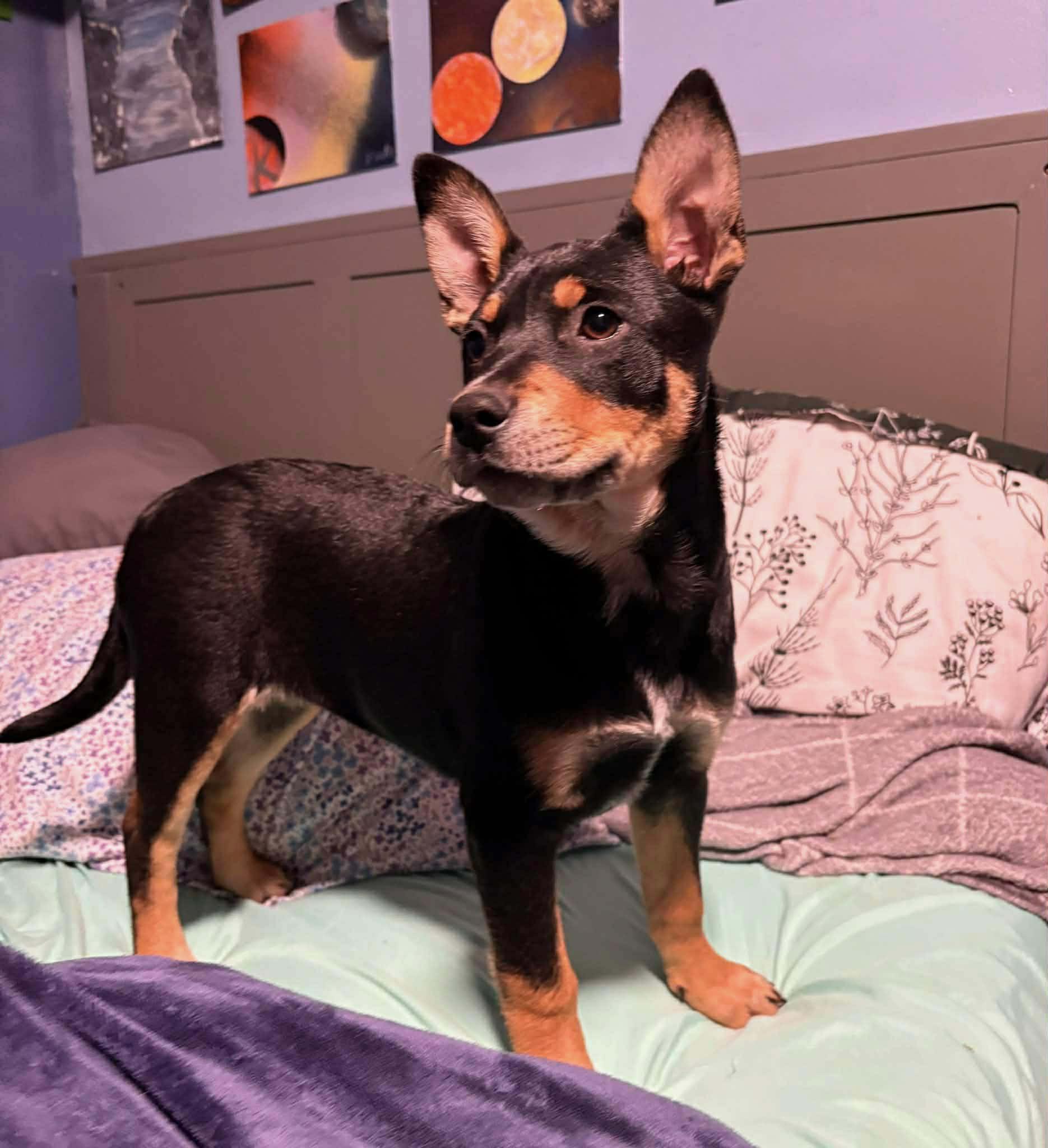 Enlarge Clove, an adopted mixed breed in Selden, NY image 3/3