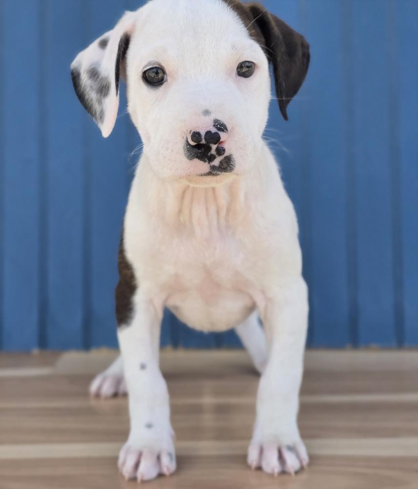 Enlarge Jalapeno, a Adoptable mixed breed in Sedalia, CO image 1/4