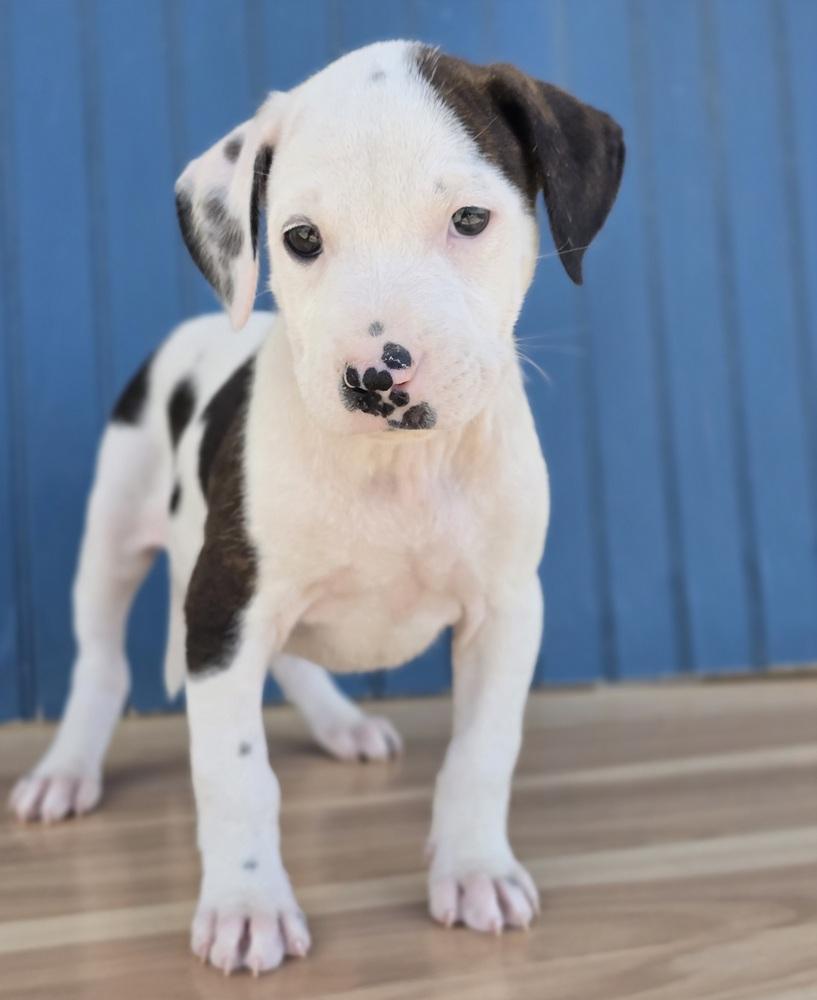 Enlarge Jalapeno, a Adoptable mixed breed in Sedalia, CO image 2/4