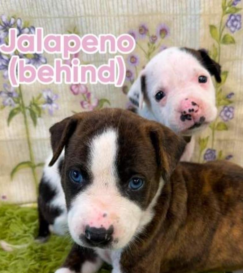 Enlarge Jalapeno, a Adoptable mixed breed in Sedalia, CO image 3/4