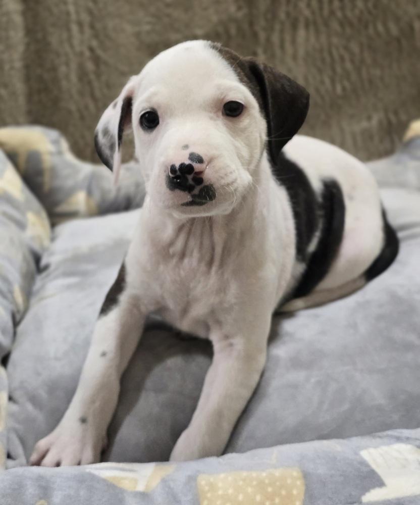 Enlarge Jalapeno, a Adoptable mixed breed in Sedalia, CO image 4/4