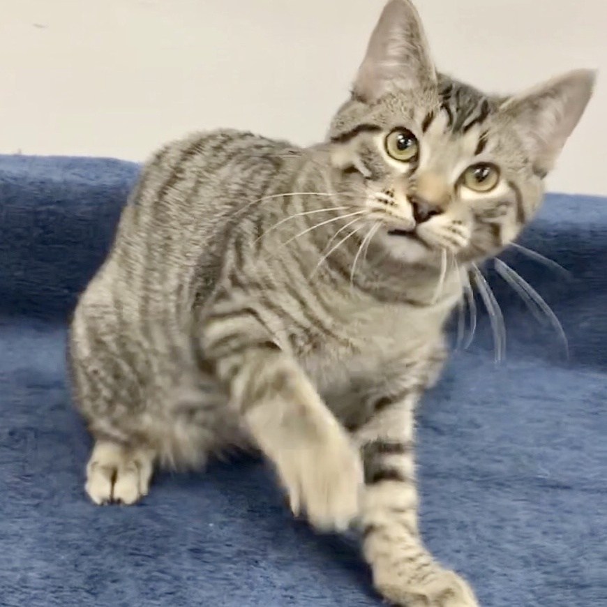 Legolas, Adoptable, Young Male Domestic Short Hair.