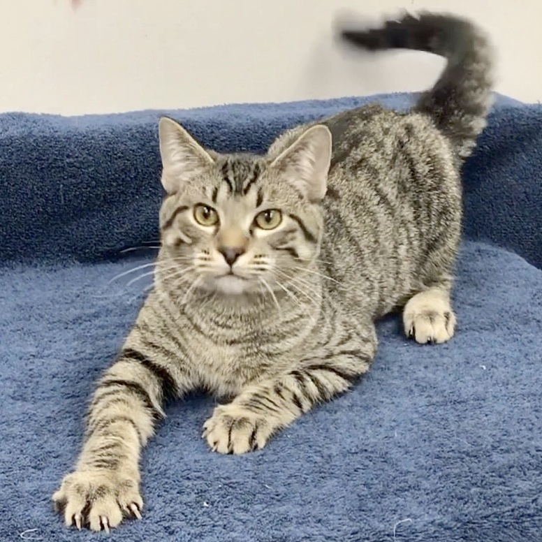 Legolas, a Adoptable Domestic Short Hair in Lincolnwood, IL image 2/4