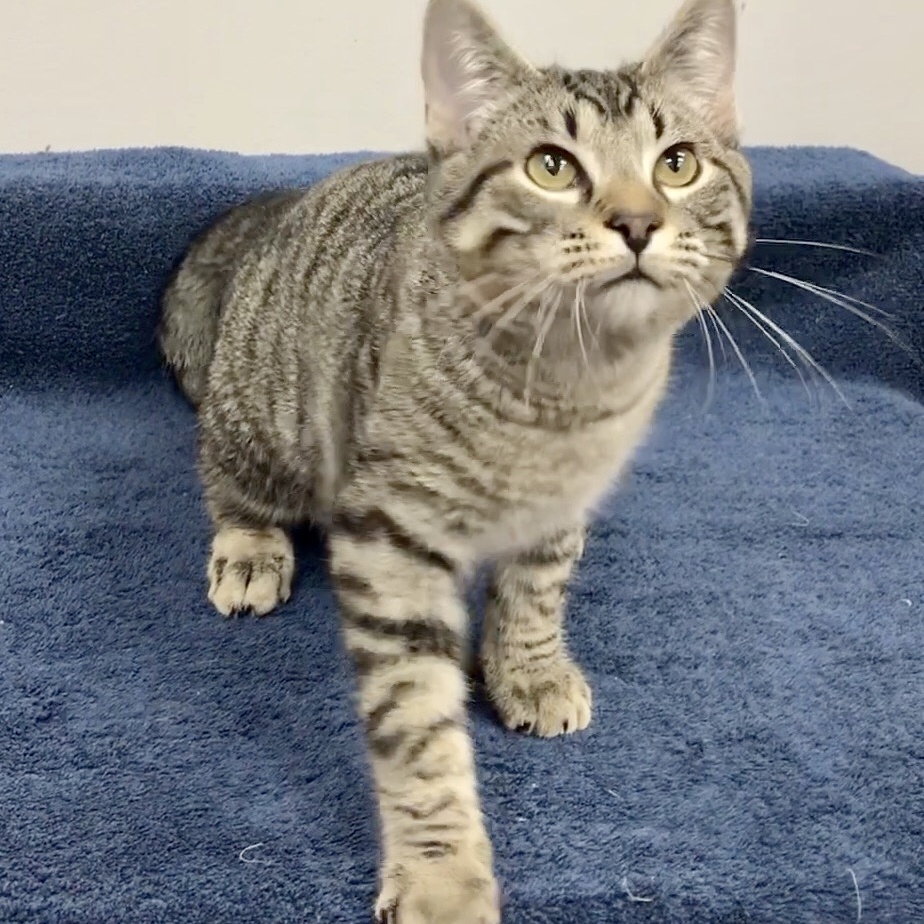Legolas, a Adoptable Domestic Short Hair in Lincolnwood, IL image 3/4