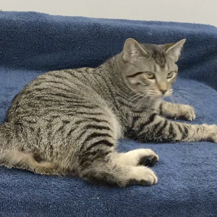 Legolas, a Adoptable Domestic Short Hair in Lincolnwood, IL image 4/4