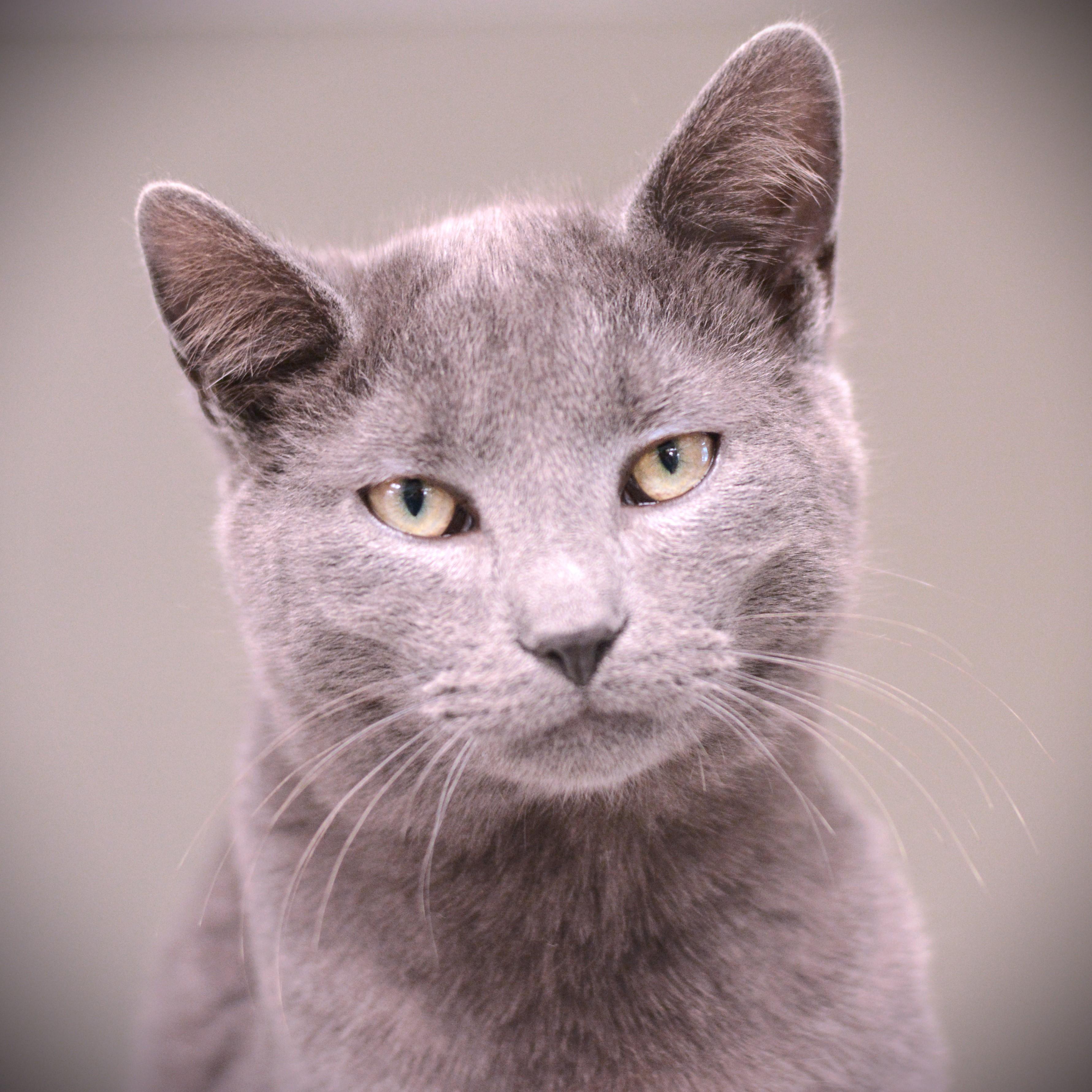 Mulder, ADOPTABLE, Young Male Domestic Short Hair.