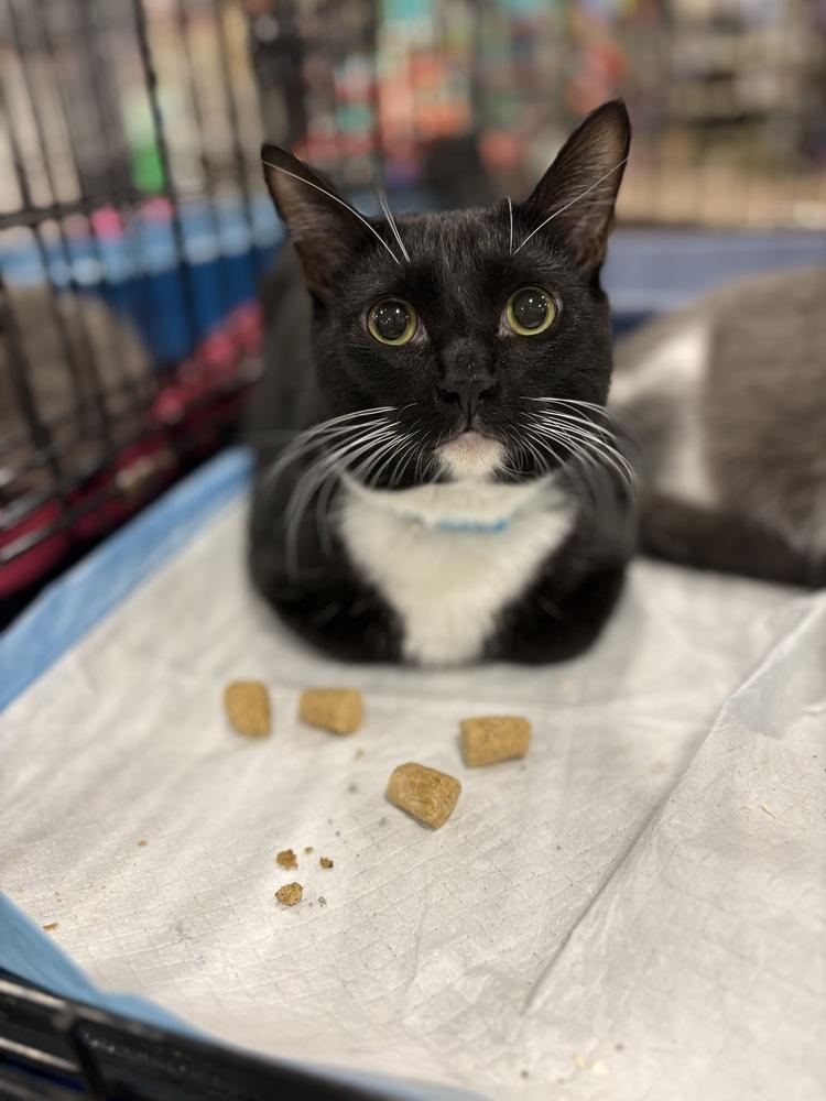 Jolly Rancher, Adoptable, Young Male Domestic Short Hair.