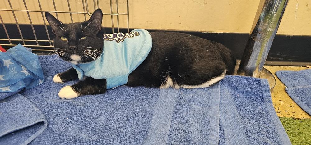 Enlarge Jolly Rancher, a Adoptable mixed breed in Powder Springs, GA image 2/2