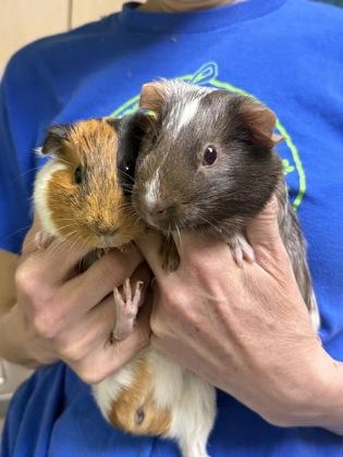 Alana, Adoptable, Young Female Guinea Pig & Guinea Pig.