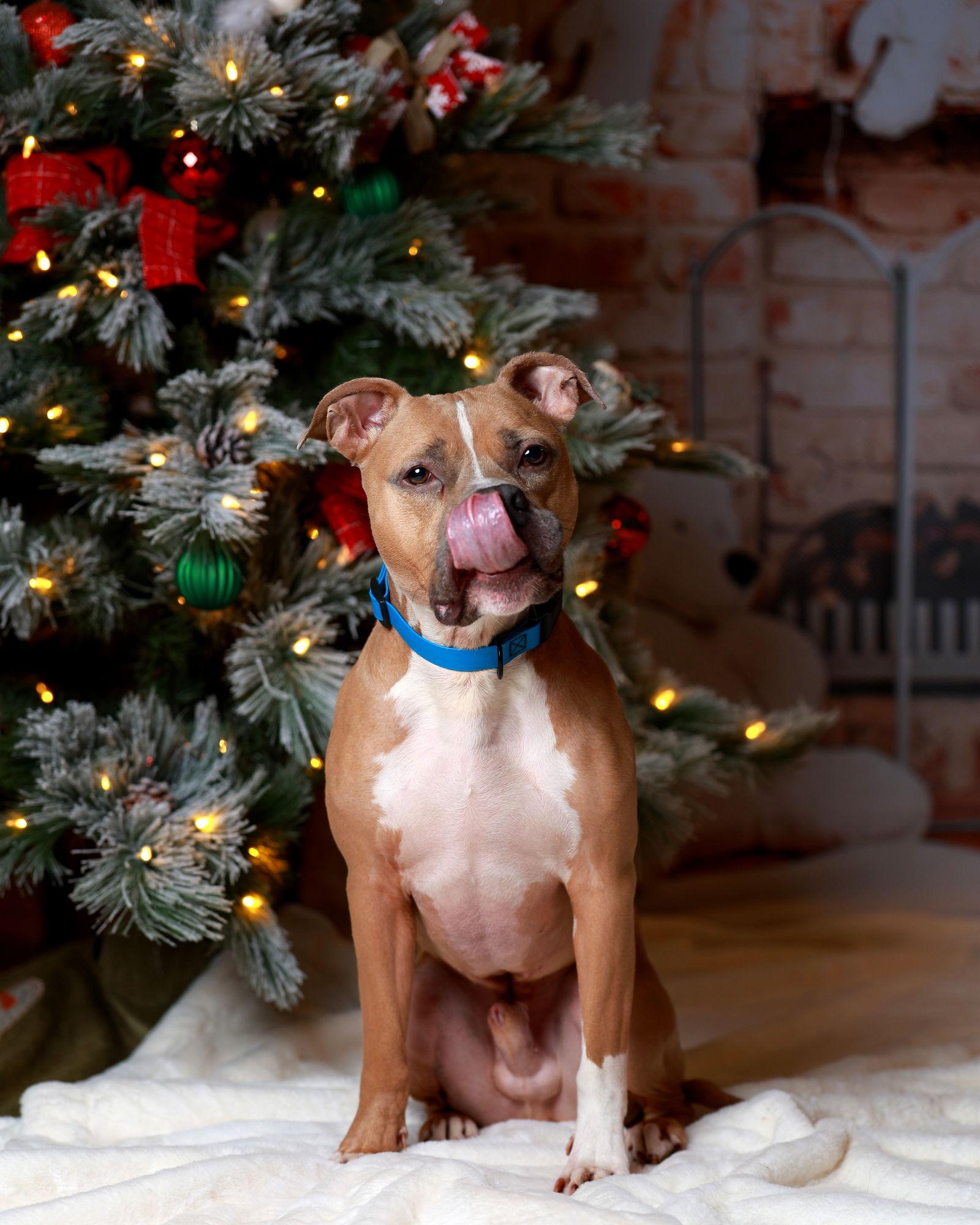 Enlarge Miller, a Adoptable Pit Bull Terrier in Munford, TN image 1/3