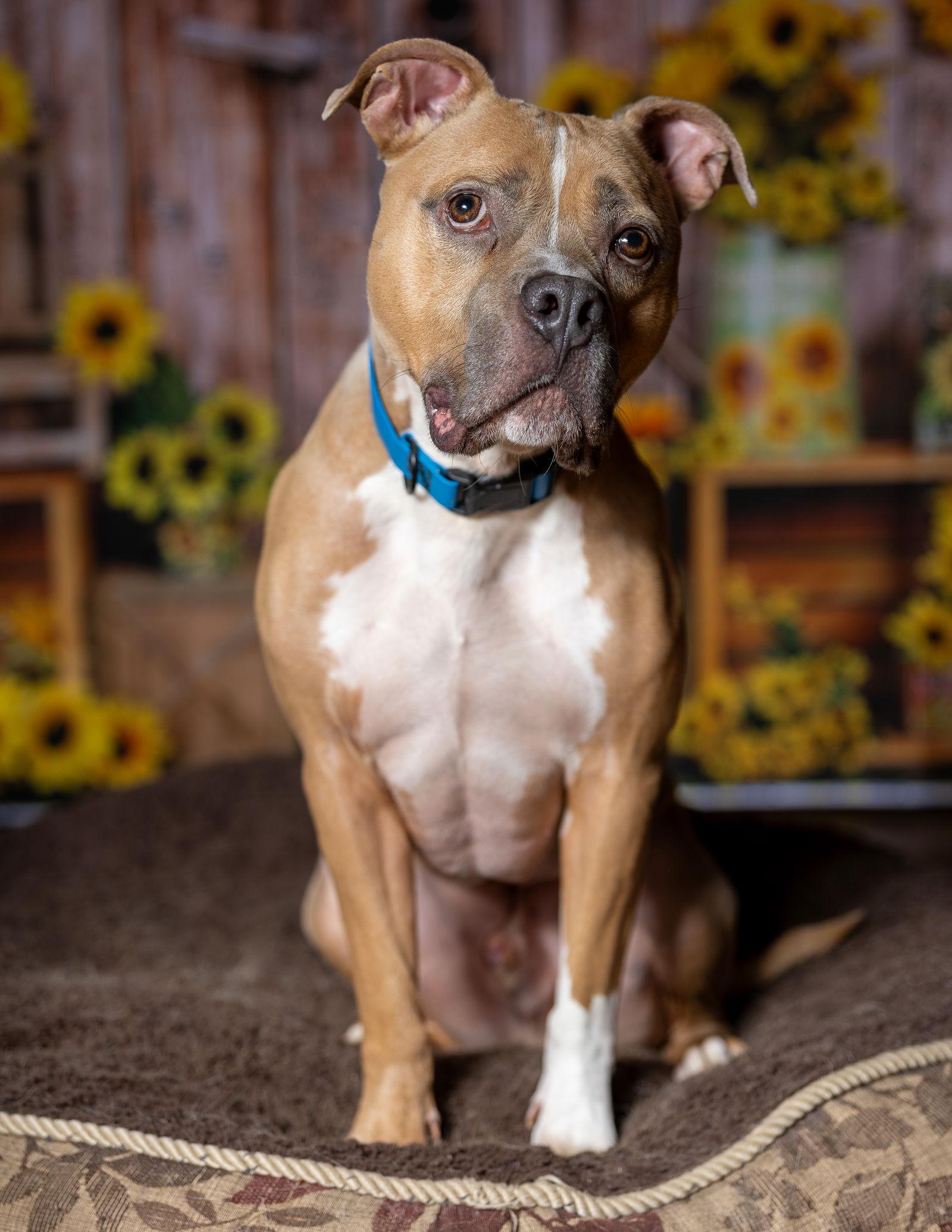 Miller, Adoptable, Young Male Pit Bull Terrier.