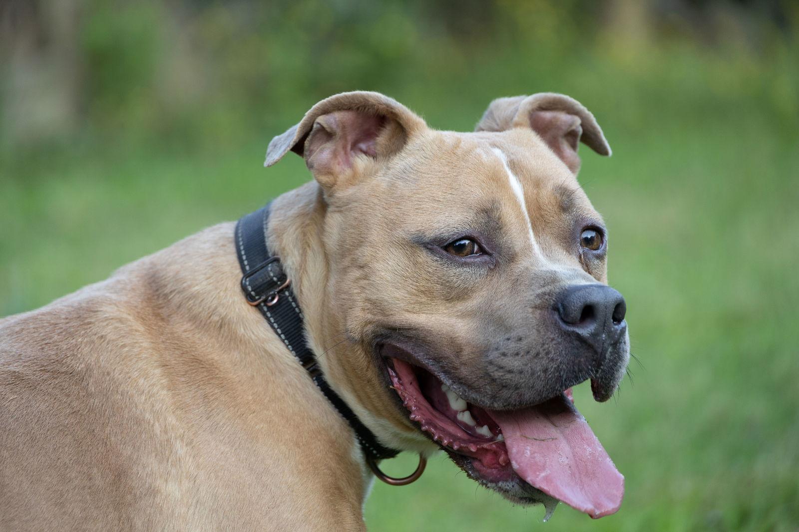 Miller, Adoptable, Young Male Pit Bull Terrier.