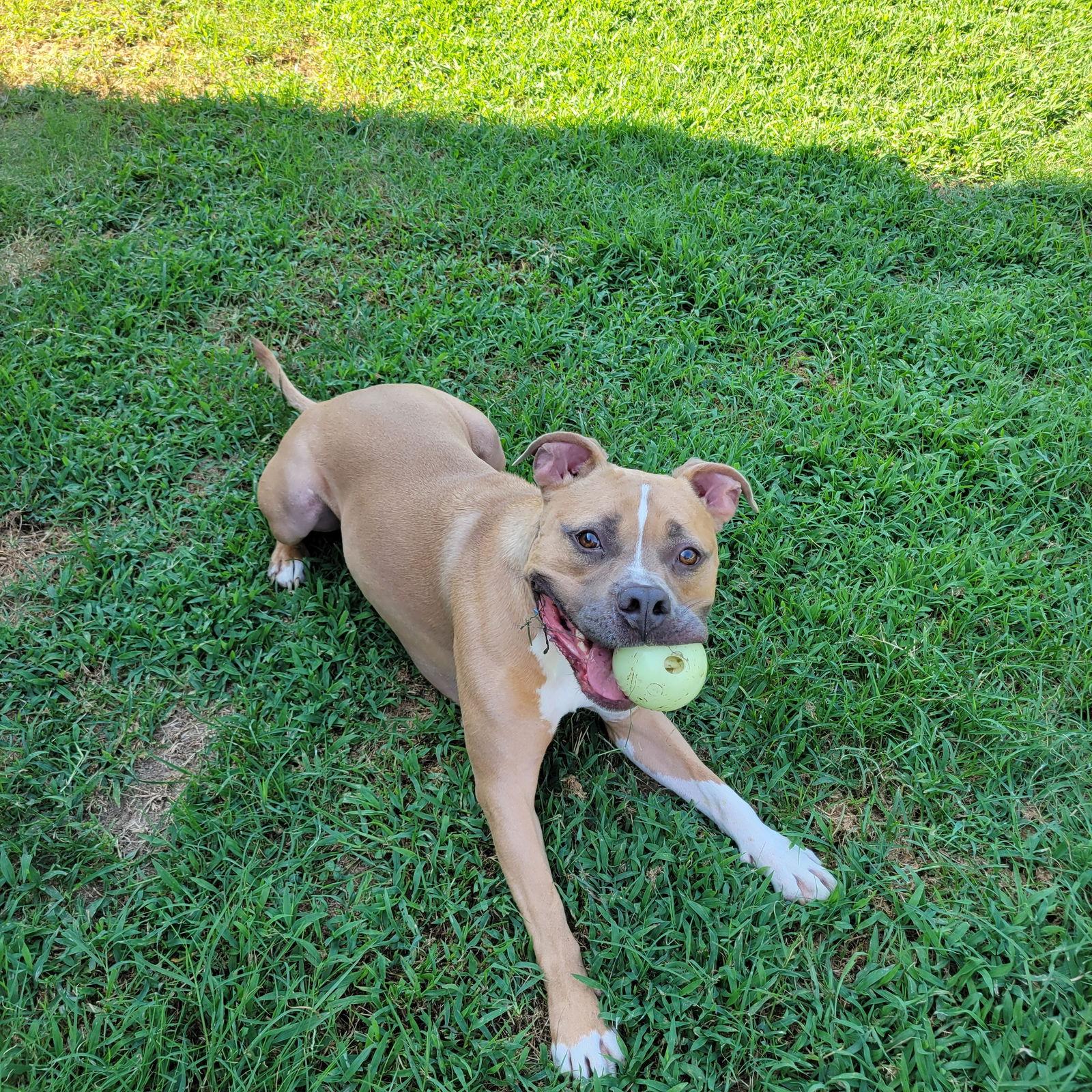 Enlarge Miller, a Adoptable Pit Bull Terrier in Munford, TN image 2/3