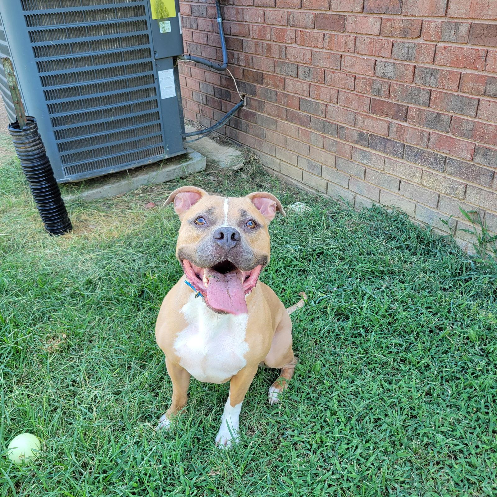 Miller, Adoptable, Young Male Pit Bull Terrier.