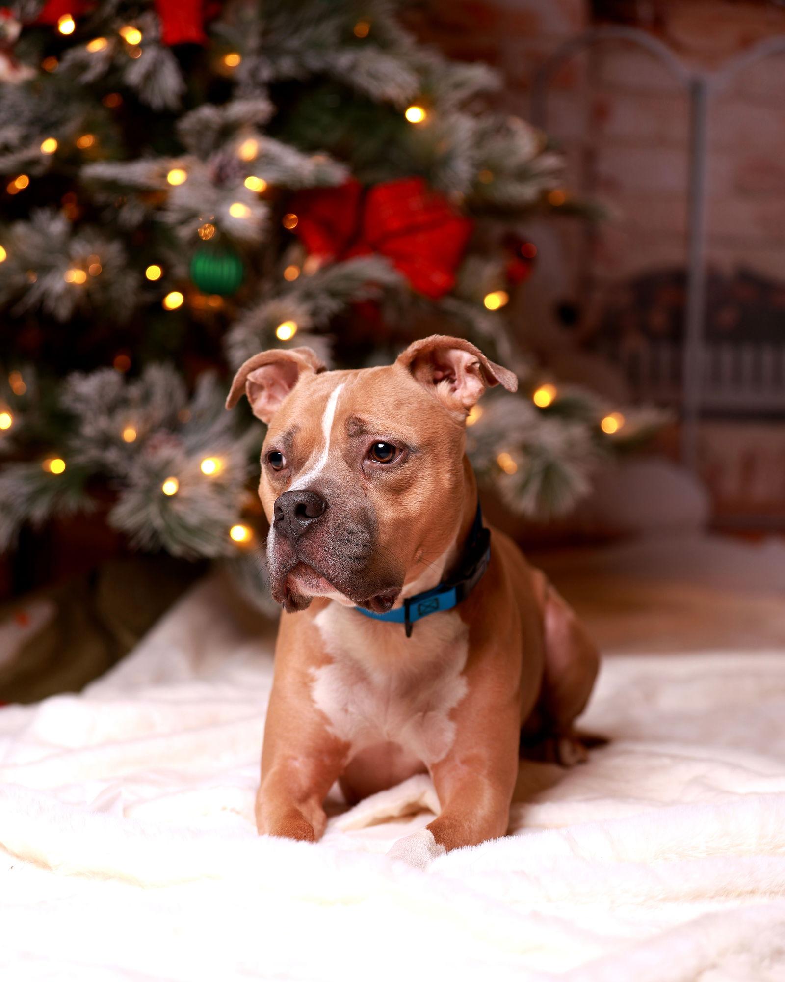Enlarge Miller, a Adoptable Pit Bull Terrier in Munford, TN image 3/3