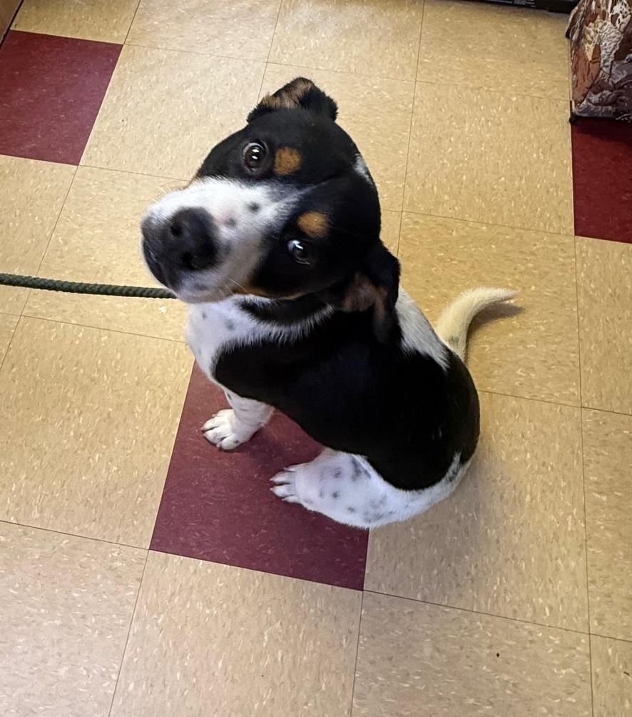 Enlarge Donnie, a ADOPTABLE Mixed Breed in Ashland, VA image 5/6