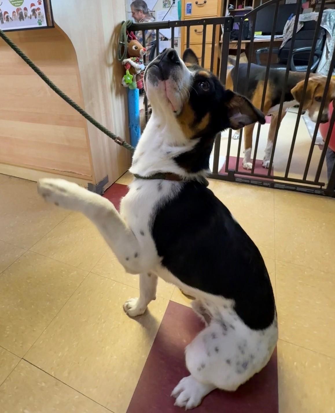 Enlarge Donnie, a ADOPTABLE Mixed Breed in Ashland, VA image 6/6