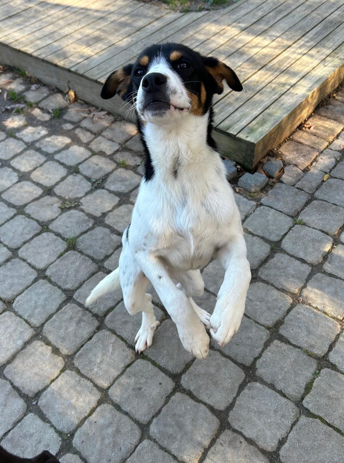 Enlarge Donnie, a ADOPTABLE Mixed Breed in Ashland, VA image 4/6