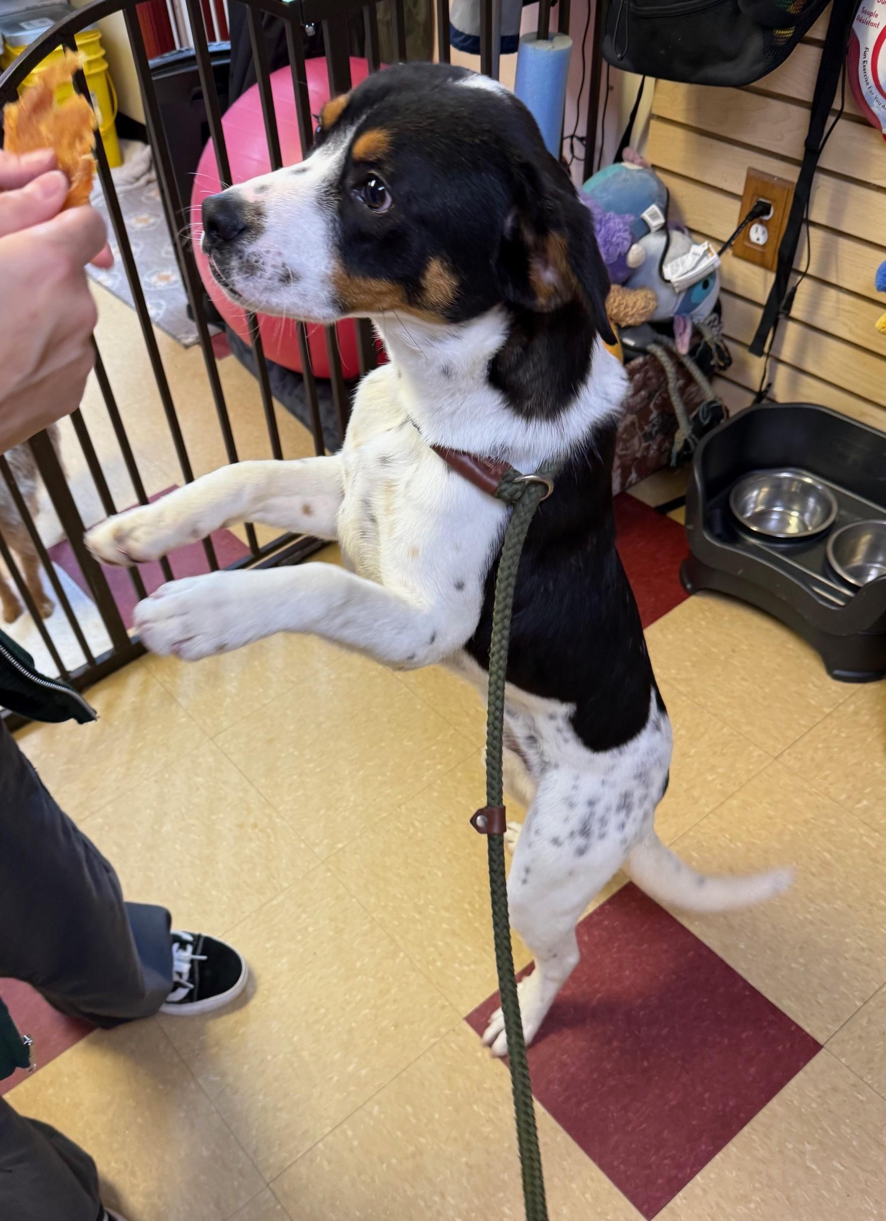 Enlarge Donnie, a ADOPTABLE Mixed Breed in Ashland, VA image 3/6