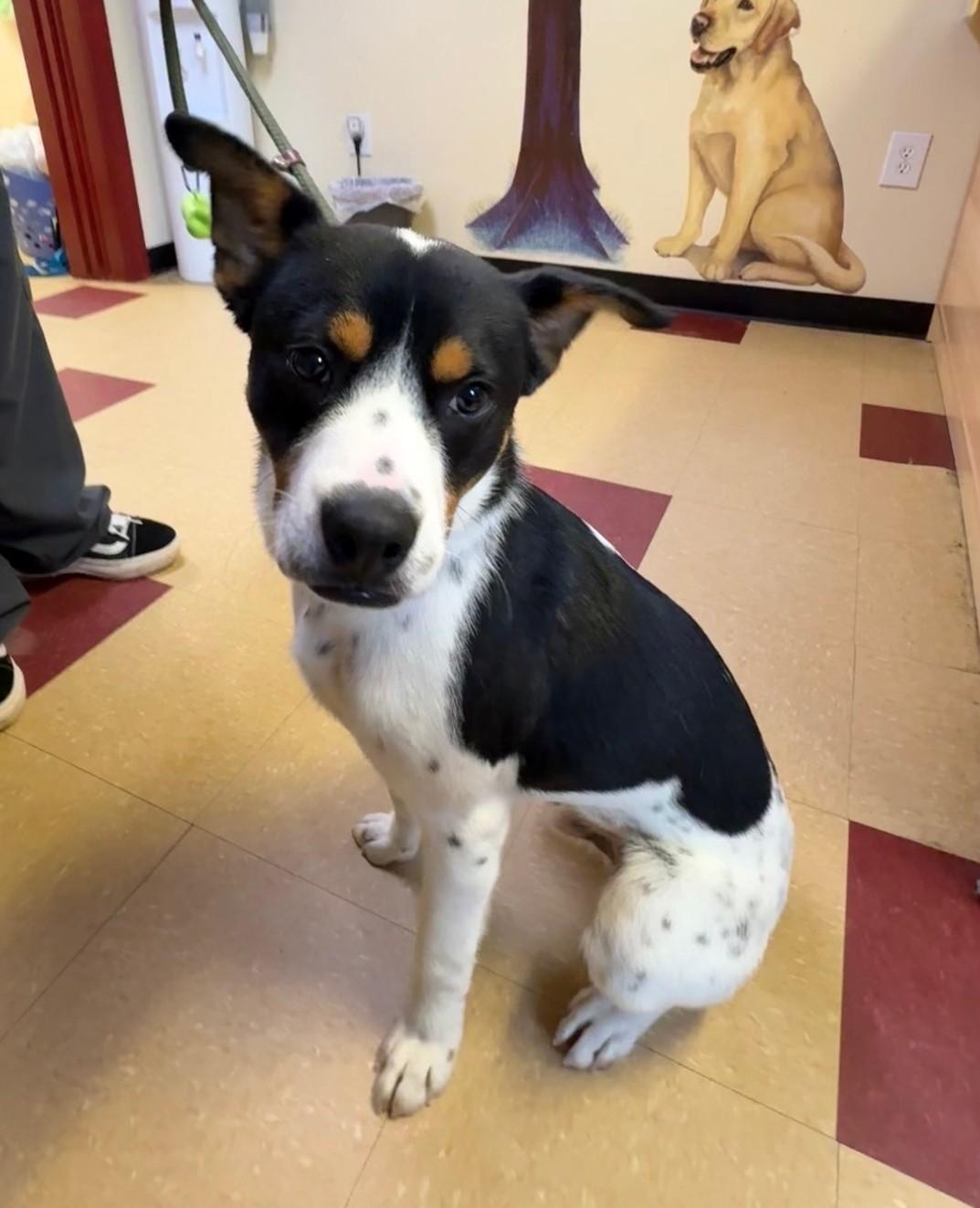 Donnie, ADOPTABLE, Young Male Mixed Breed.