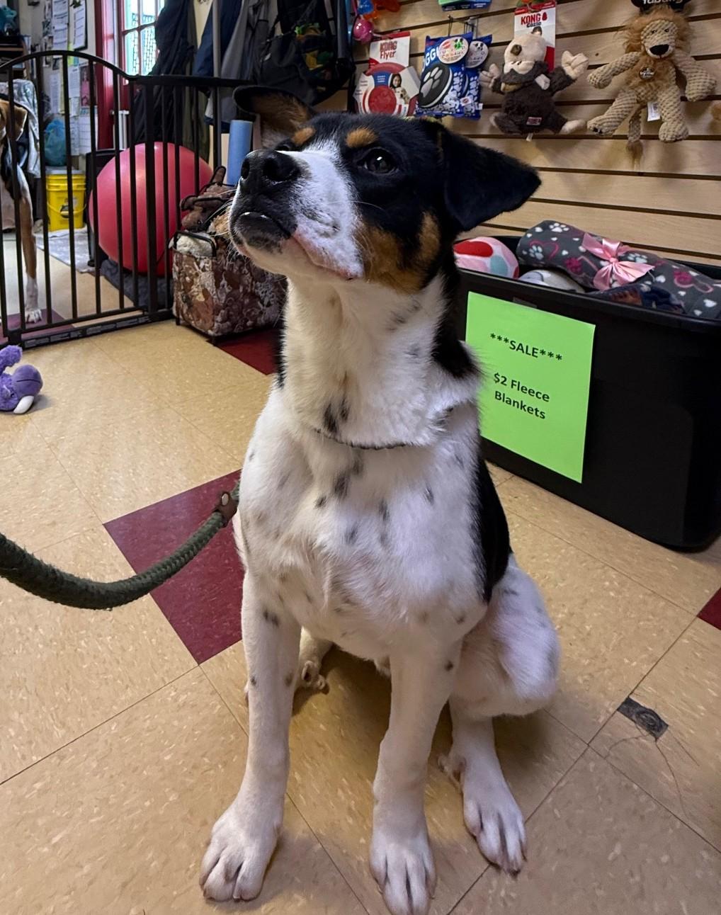 Enlarge Donnie, a ADOPTABLE Mixed Breed in Ashland, VA image 2/6