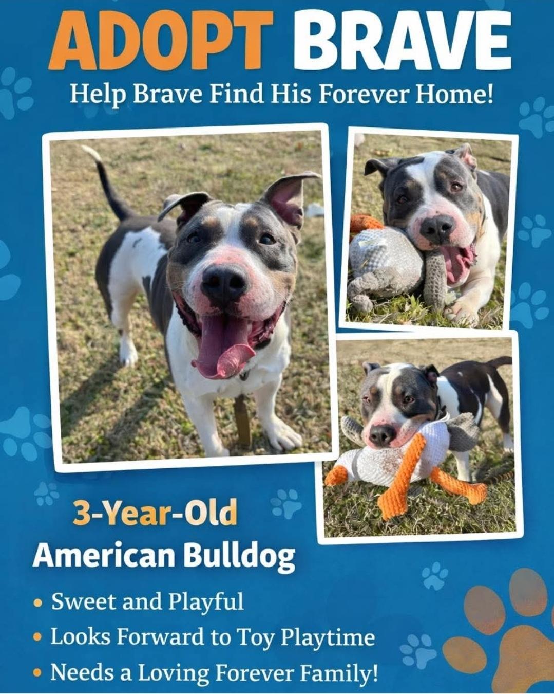 Brave - Courtesy Post, ADOPTABLE, Adult Male American Bulldog.